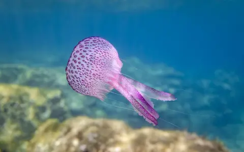 Una medusa viola con macchie più scure fluttua nell'acqua blu. Sembra una di quelle meduse piccolissime che danzano con le correnti.