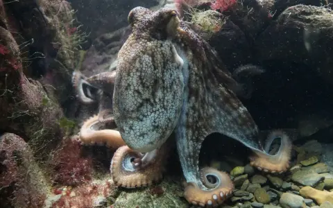 Un polpo mimetizzato tra le rocce e le alghe, con i suoi tentacoli che si intrecciano in un momento di accoppiamento.