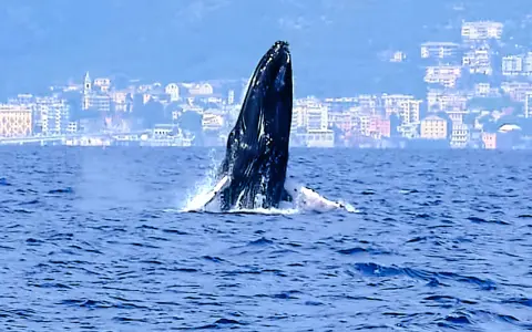 Una megattera emerge dalle acque blu, con una città costiera italiana sullo sfondo. Un raro avvistamento di balene in Italia.