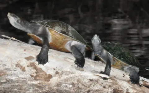 Due tartarughe d'acqua dolce, forse della stessa razza, si riposano su un tronco.