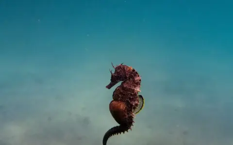 Un magnifico cavalluccio marino marrone, con la coda arricciata, nuota in acque azzurre e limpide.