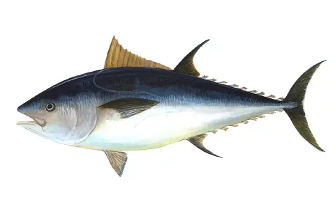 Un maestoso tonno rosso di 725 kg, con la sua livrea scura e argentea, pronto a solcare gli oceani.