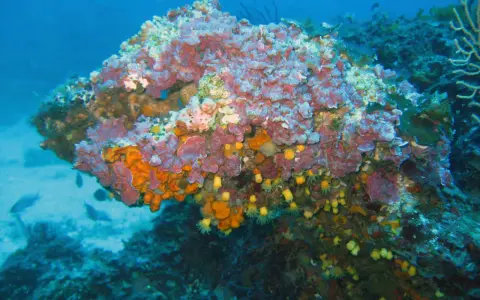 Un colorato coralligeno mediterraneo brulica di vita, con spugne arancioni e viola, anemoni gialli e piccoli pesci che nuotano tra le rocce.
