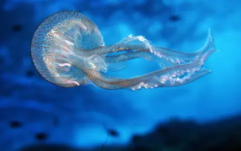 Medusa con macchie marroni, un esempio per la classificazione delle meduse.