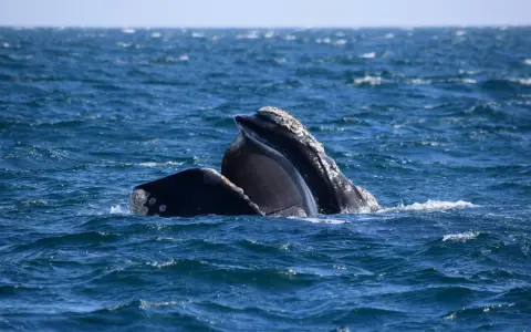 Due balene franche australi emergono dall'acqua blu, mostrando i loro fanoni, strutture uniche per filtrare il cibo.