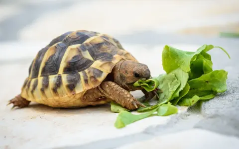 Tartaruga terrestre, nonostante il nome "tartaruga carnivora" sia un ossimoro, mangia foglie verdi.