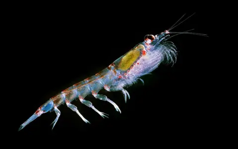 Un krill trasparente, cibo essenziale per le balene, nuota nell'oscurità.
