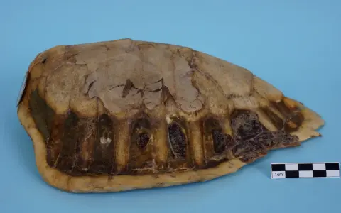 Carapace di tartaruga marina, con squame visibili e segni di usura. Un righello indica la scala di 1 cm.