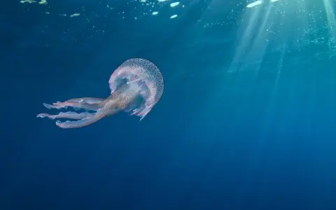 Una medusa maculata fluttua nelle acque blu, un esempio di dove vivono le meduse, illuminate dai raggi solari che filtrano dall'alto.