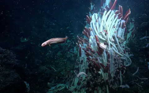 Un pesce pallido nuota vicino a un groviglio di tubi bianchi e rossi. Questo strano ecosistema vive nelle profondità marine, un mondo oscuro e misterioso.