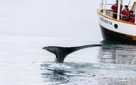 Coda di balena emerge dall'acqua vicino a una barca a Husavik, dove si trovano le balene. Turisti osservano l'animale.