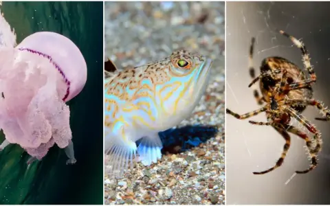 Medusa rosa, pesce colorato e ragno. Nessuna medusa arancione qui, ma un trio di creature affascinanti.