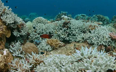 Barriera corallina sbiancata, un triste spettacolo di "prima e dopo" che mostra la fragilità dell'ecosistema marino.