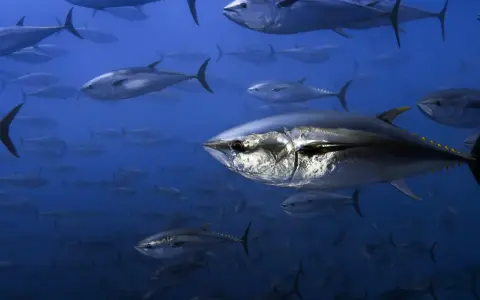Un banco di tonni nuota nell'oceano blu. Questi predatori veloci cacciano pesci più piccoli, crostacei e molluschi, mostrando cosa mangia il tonno.