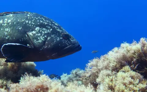 Un grande pesce cernia maculato nuota tra alghe e piccoli pesci. Diversi tipi di cernia popolano i fondali marini.