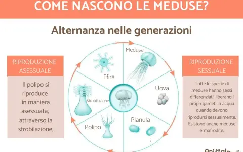 Ciclo vitale delle meduse: da polipo a medusa adulta, passando per stadi come efira, planula e uova. La riproduzione sessuale e asessuata si alternano.