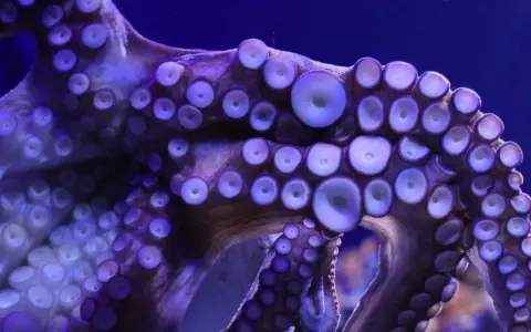 Tentacoli viola di un polipo con ventose luminose. La bocca del polipo è nascosta tra le sue braccia.