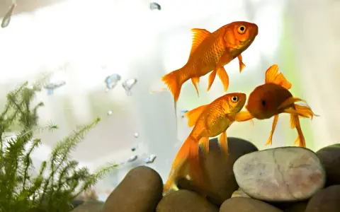 Tre pesci rossi nuotano in un acquario, con bollicine e piante acquatiche. Sembrano pesci appena nati, pronti a esplorare il loro mondo.