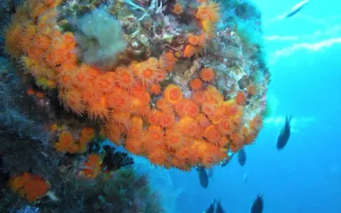 Un fondale marino vibrante con coralli arancioni e meduse, circondato da pesci che nuotano nell'acqua blu.
