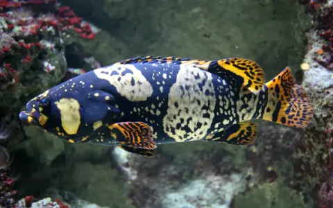 Una cernia gigante dalle notevoli dimensioni, con un corpo scuro maculato di giallo e arancione, nuota tra le rocce coralline.