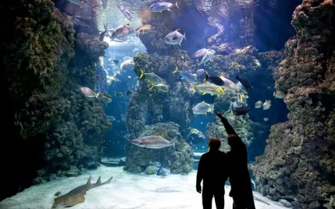 Coppia ammira un maestoso acquario monaco, pieno di pesci colorati e coralli.