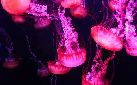 Meduse rosa e viola fluttuano nell'oscurità, con tentacoli sottili. Si nutrono di plancton e piccoli organismi marini.