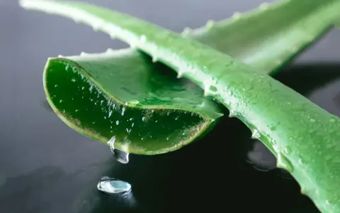Gel di aloe vera che gocciola da una foglia tagliata, ideale per l'irritazione della pelle.