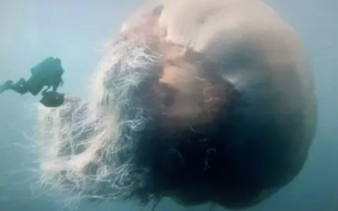 Un subacqueo osserva la medusa più grande del mondo, un gigante pelagico con tentacoli lunghissimi che si estendono nell'oceano.