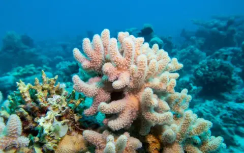 Coralli rosa e gialli in una barriera corallina, perfetta per una ricerca scolastica di scuola media.