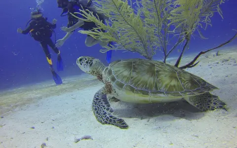 Una tartaruga marina comune nuota vicino a due subacquei in un fondale sabbioso.