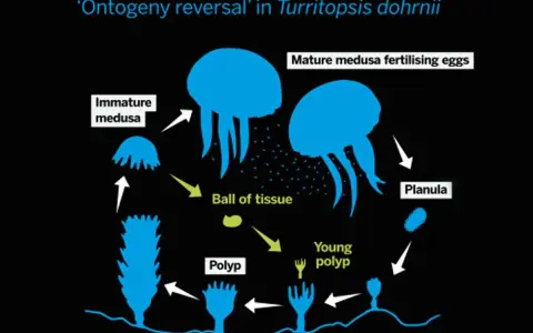 Ciclo vitale della medusa Turritopsis dohrnii: da planula a polipo, poi medusa immatura e adulta, con la capacità di tornare a uno stadio di "palla di tessuto".