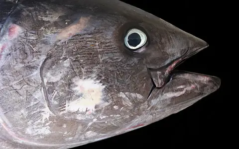 Primo piano di un tonno, un pesce che vive negli oceani, con la bocca aperta e l'occhio visibile.