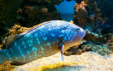 Una cernia pesce maculata nuota su un fondale sabbioso, con rocce coralline sullo sfondo.