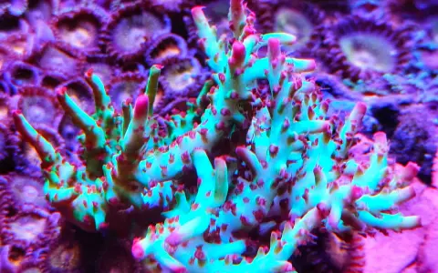 Coralli duri acquario marino, con ramificazioni verdi e punte rosa, su sfondo viola di zoantidi.