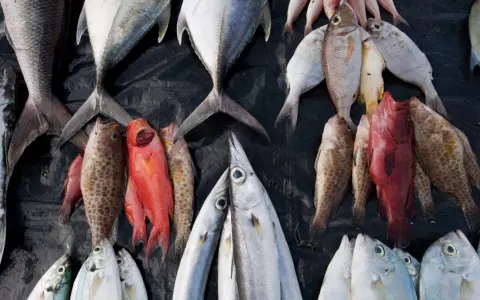 Un'abbondante raccolta di pesci, alcuni rossi, altri argentati, disposti su un telo nero. Un triste promemoria della pesca eccessiva.