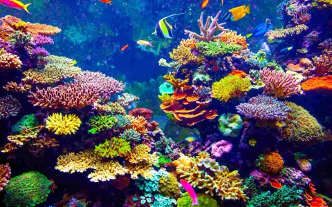 Un vibrante ecosistema sottomarino, con una moltitudine di pesci colorati che nuotano tra i **coralli** dalle forme e sfumature più disparate.