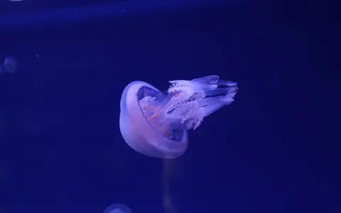 Meduse del Mediterraneo fluttuano nell'oscurità blu, con tentacoli trasparenti e un corpo bioluminescente.
