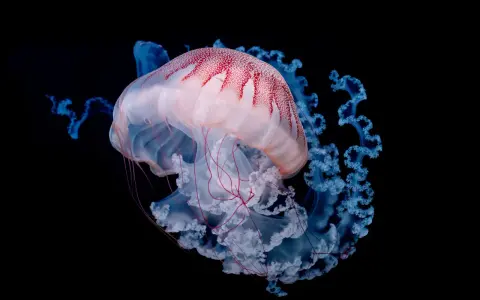 Una medusa rosa e bianca con macchie rosse, circondata da tentacoli blu luminosi. Le meduse si mangiano, ma questa è troppo bella per essere mangiata.