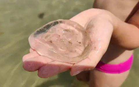 Una mano tiene una medusa trasparente e gelatinosa, quasi senza tentacoli visibili, con piccole particelle di sabbia al suo interno.