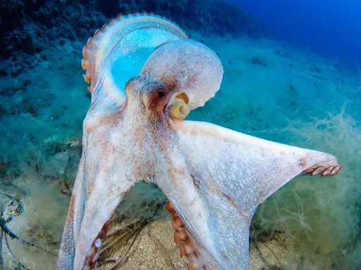 Un polpo maestoso, con la sua pelle cangiante, si muove nel suo habitat. La sua vita media è un mistero affascinante del mare.