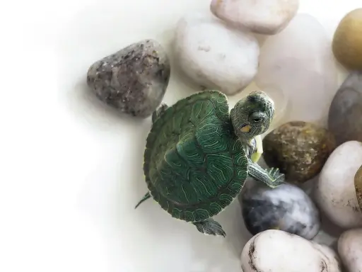 Un piccolo cucciolo di tartaruga d'acqua esplora un letto di ciottoli lisci e colorati.