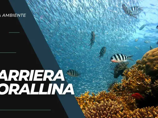 Una barriera corallina vibrante, piena di pesci, minacciata dall'inquinamento.