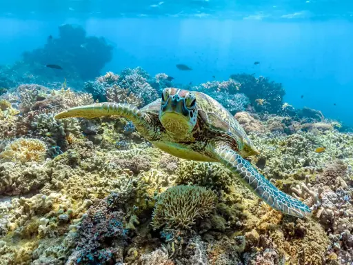 Tartaruga marina nuota tra coloratissimi animali barriera corallina, un ecosistema sottomarino vibrante.