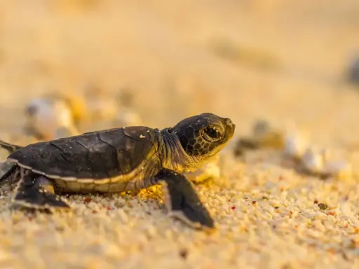 Piccola tartaruga sulla sabbia, con le sue zampe e il guscio che mostrano le parti della tartaruga in un viaggio verso il mare.