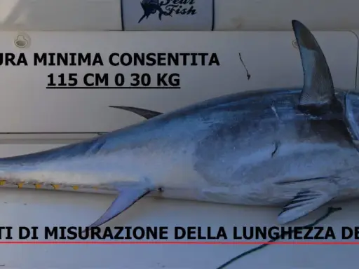 Tonno di notevole grandezza, con indicazioni sulla misura minima consentita (115 cm o 30 kg) e sui punti di misurazione della lunghezza.