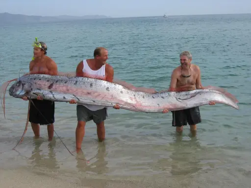 Tre uomini sorridono mentre tengono un pesce remo, un pesce che potrebbe far pensare a qual è il pesce più grande del mondo.