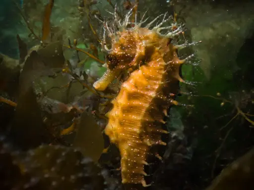 Un cavalluccio marino specie, con la sua corona di spine, si mimetizza tra le alghe scure.