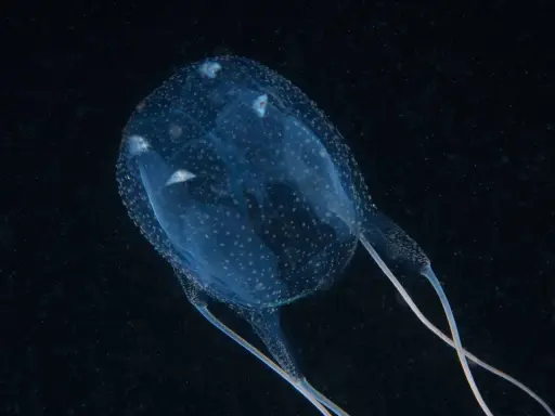 Medusa carybdea trasparente con puntini bianchi, fluttua nell'oscurità.