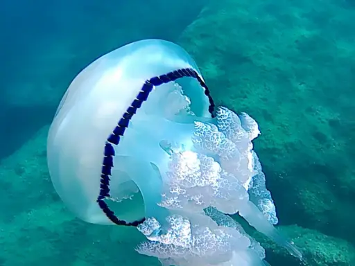 Medusa bianca e blu fluttua in un mare pulito, tra rocce verdi.