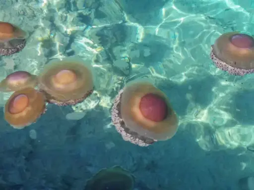 Un gruppo di meduse d'acqua dolce galleggia in acque cristalline, con i loro corpi traslucidi e ombrelloni colorati che riflettono la luce.